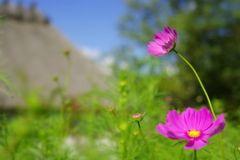cosmos ii