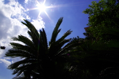 palm tree