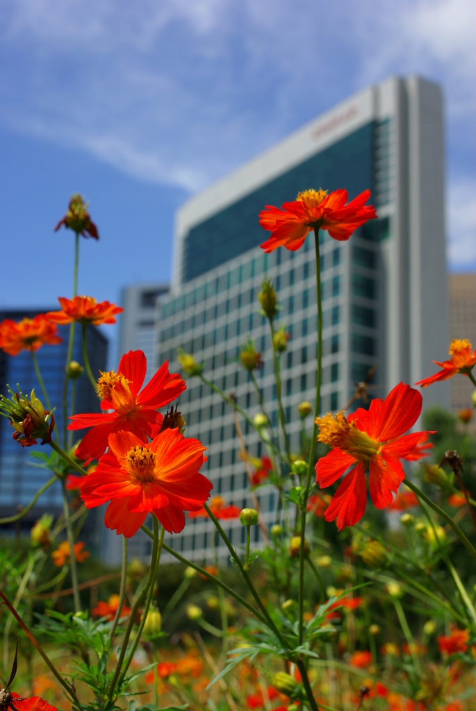 Cosmos