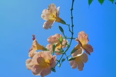 nouzen