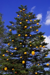 pumpkin tree