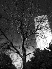 Tree&Tower