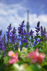 Lavender & Tokyo-SkyTree