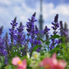 Lavender & Tokyo-SkyTree