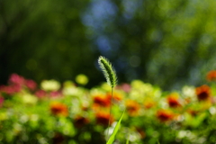 foxtail