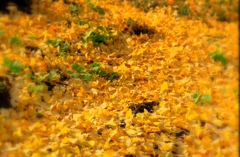 orange carpet 