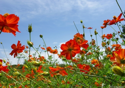 orange cosmos