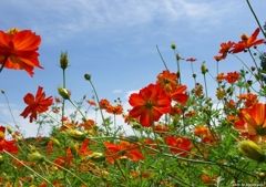 orange cosmos