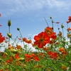 orange cosmos