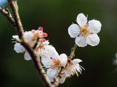 咲き誇れ梅の花