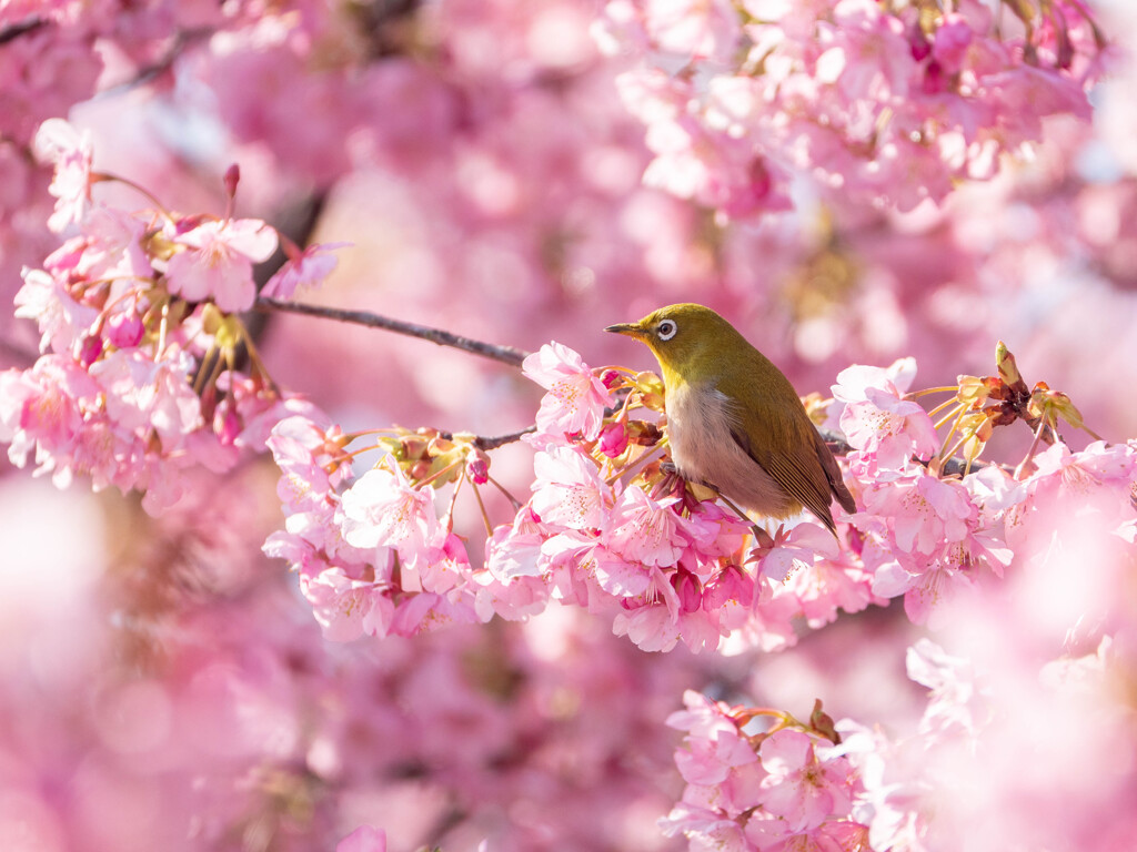 春の予感