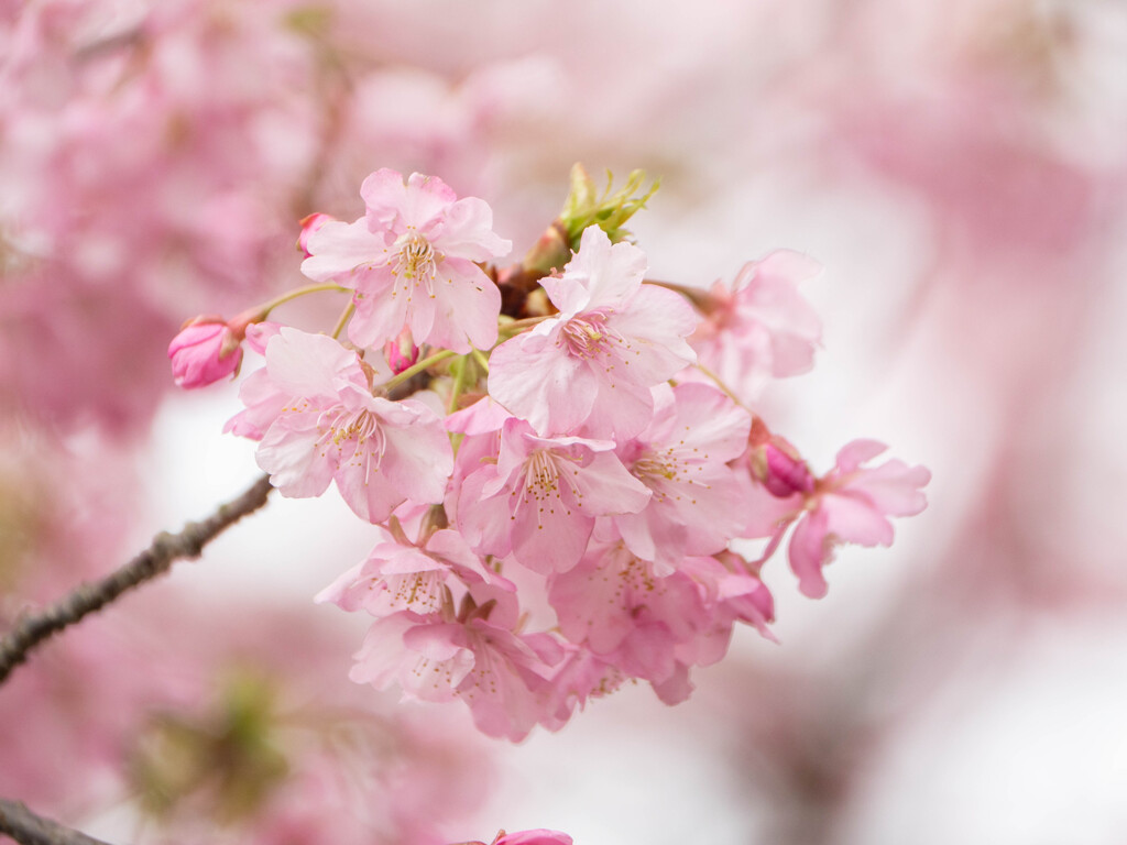 河津桜たん