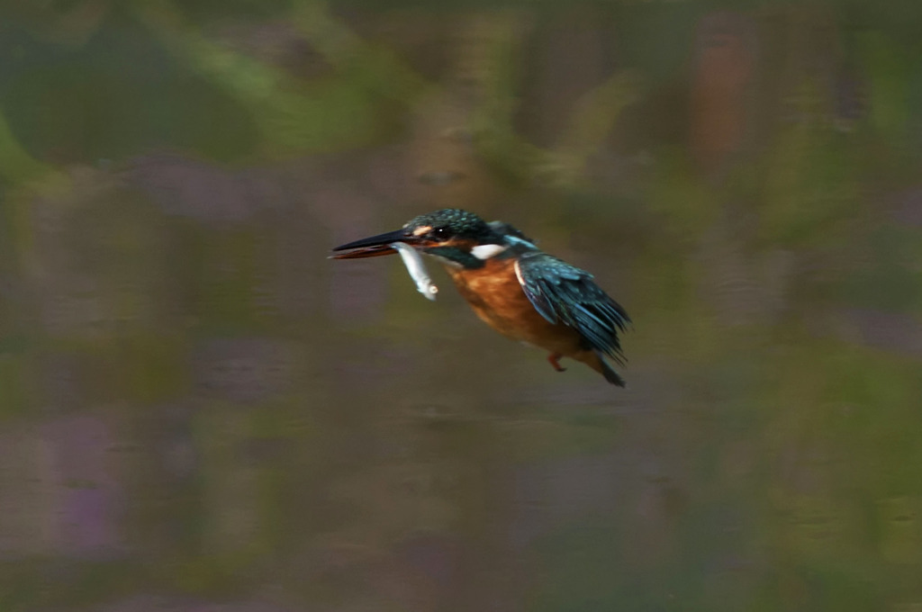 ふらふらカワセミさん