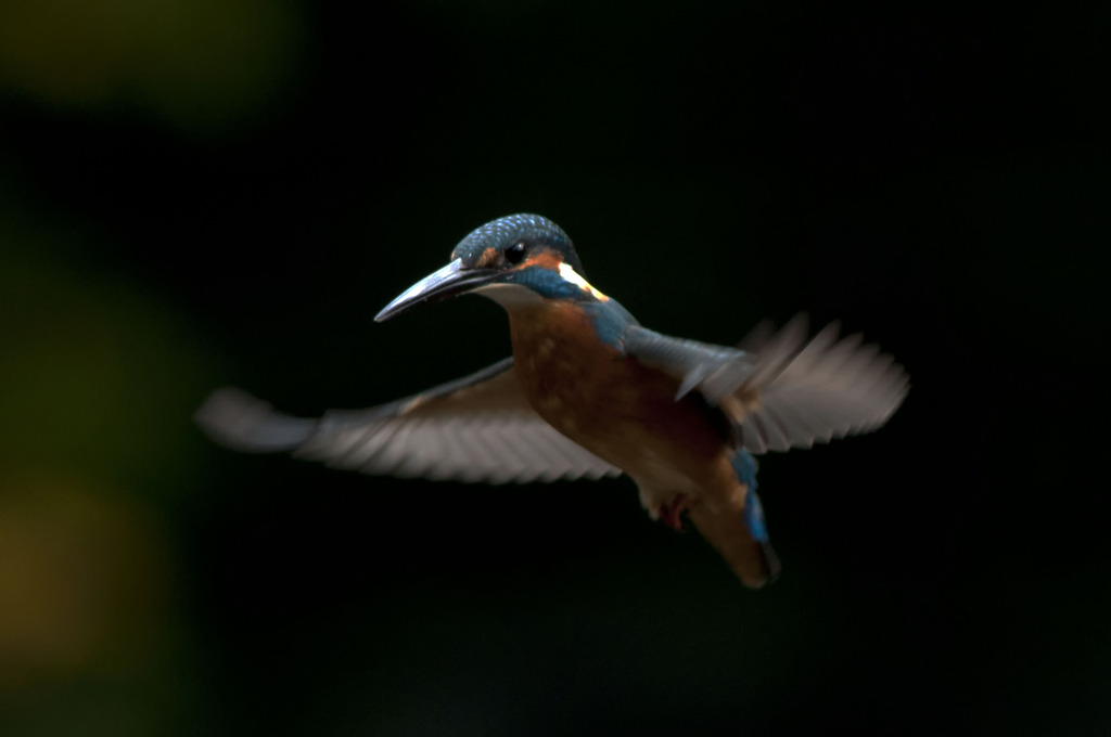 ホバ君水平ポーズ