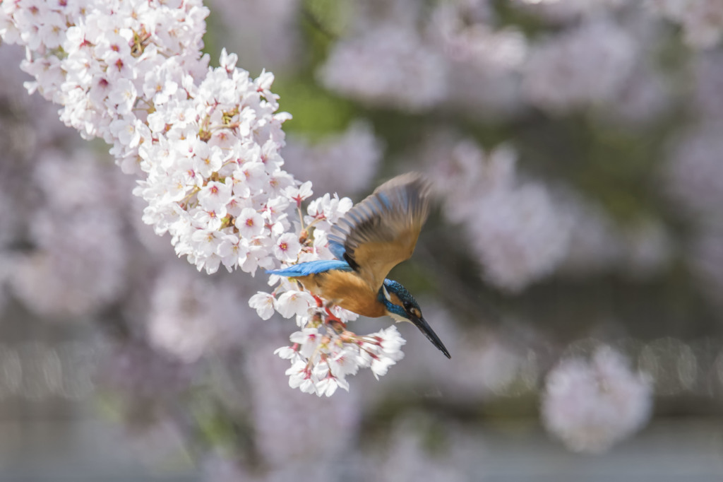 サクラの花とカワセミさん