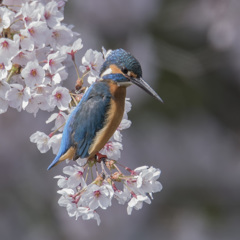 桜カワセミ