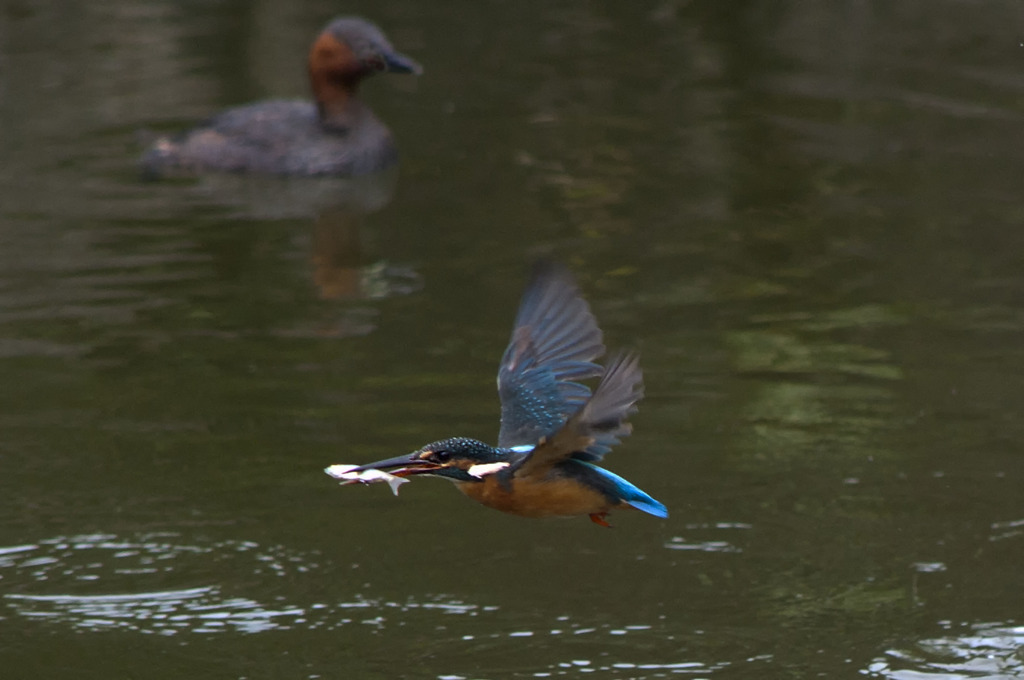 お友達のカイツブリさん