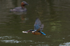 お友達のカイツブリさん