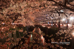 目黒川桜まつり