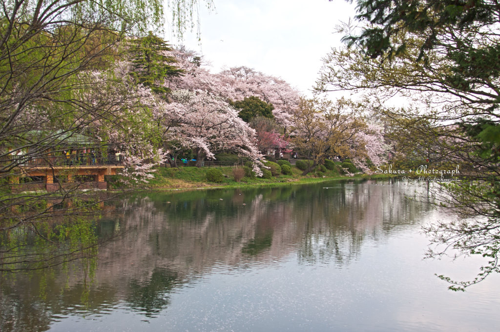 三ツ池公園の春景色1