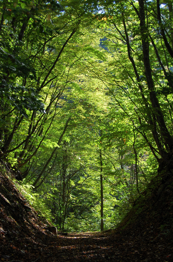 森林ウォーク植樹会2010