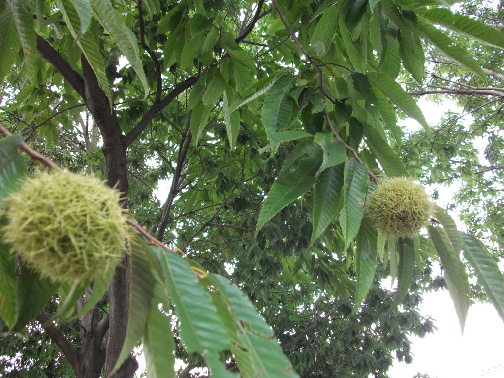 秋栗