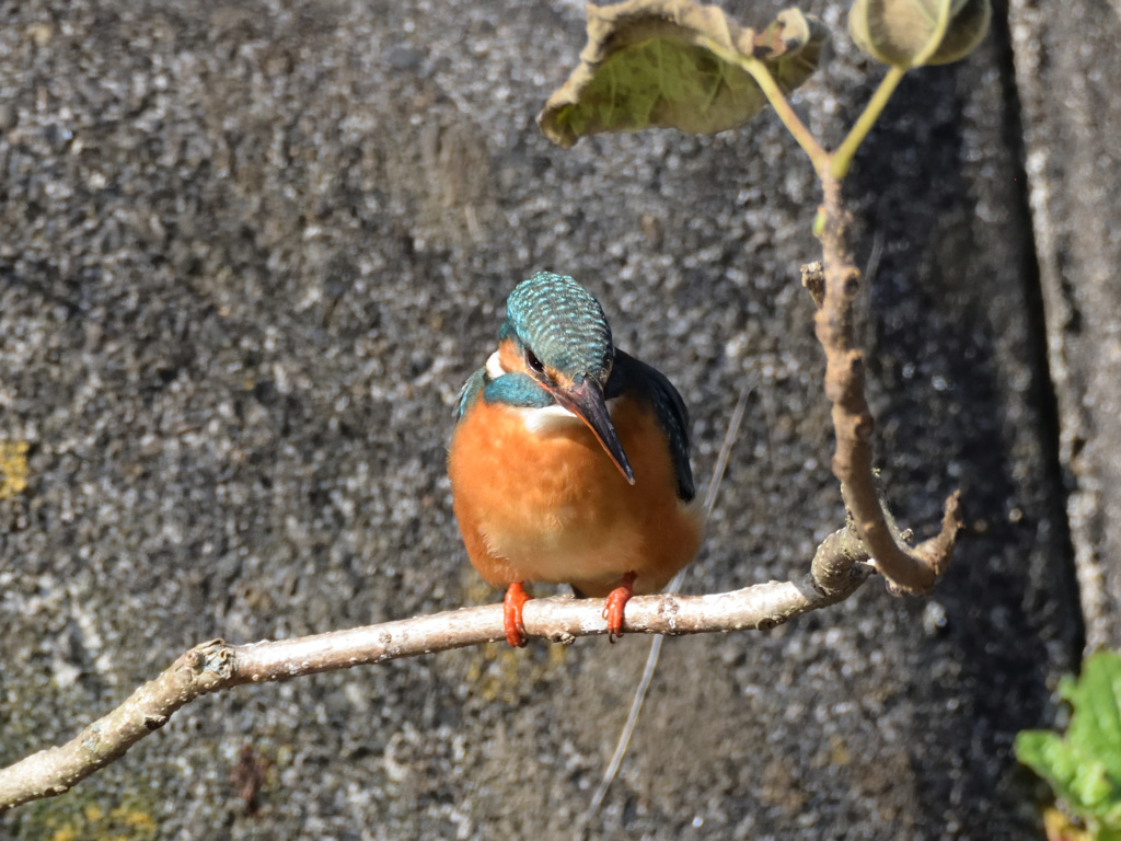 カワセミ
