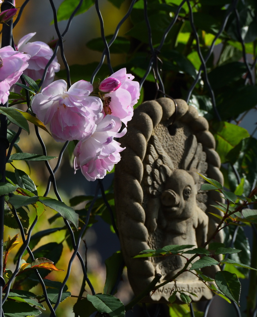薔薇