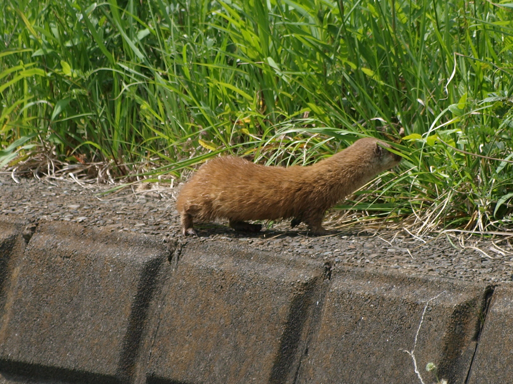 イタチ