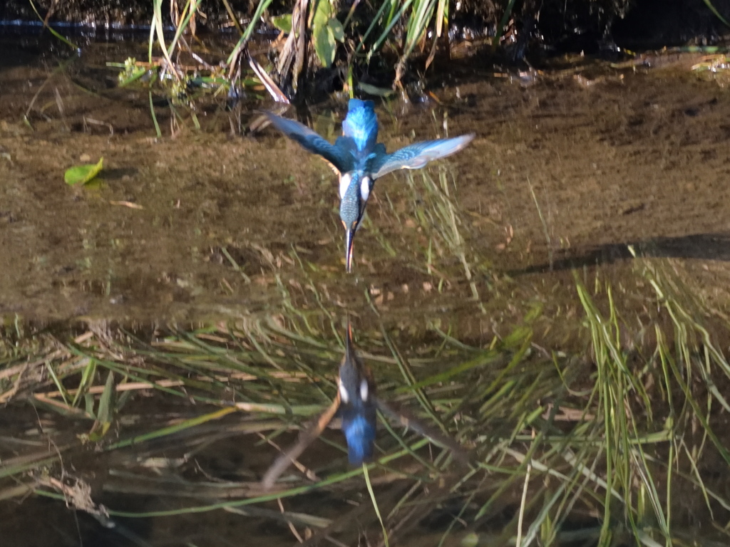 カワセミ