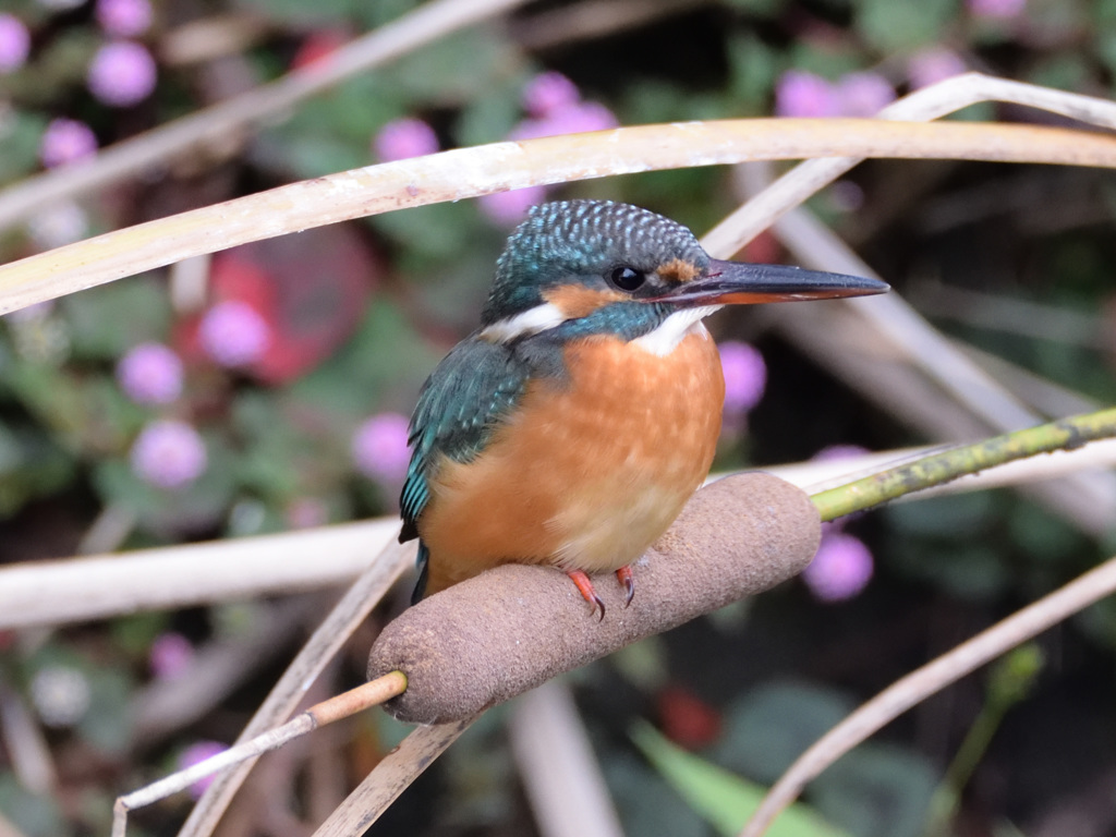 カワセミ