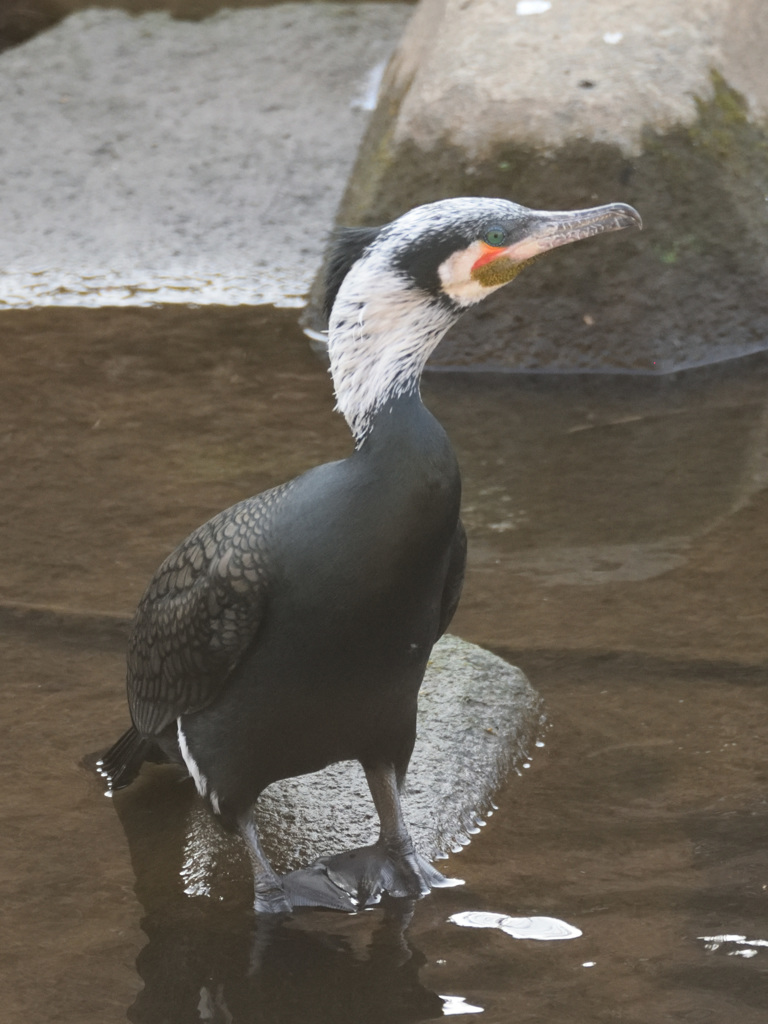 カワウ