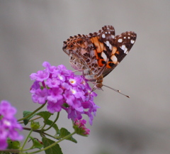 花と蝶