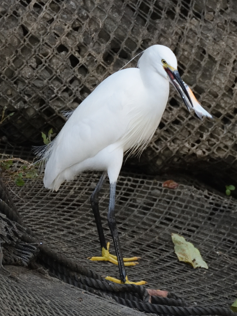 コサギ 捕食