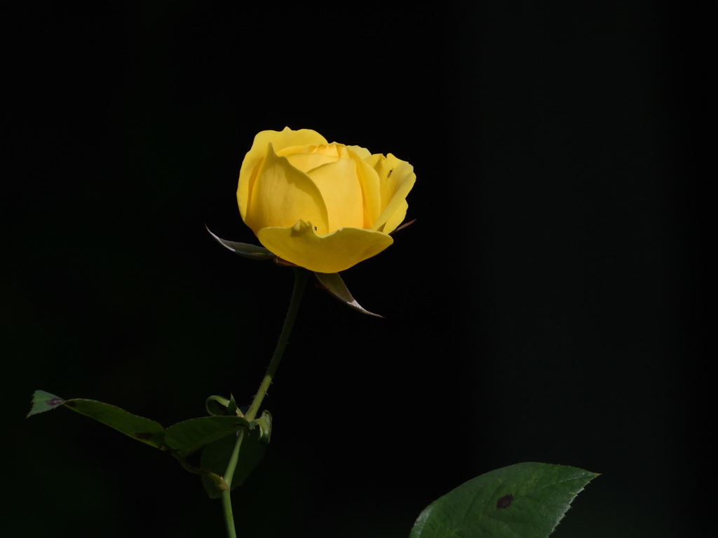 薔薇