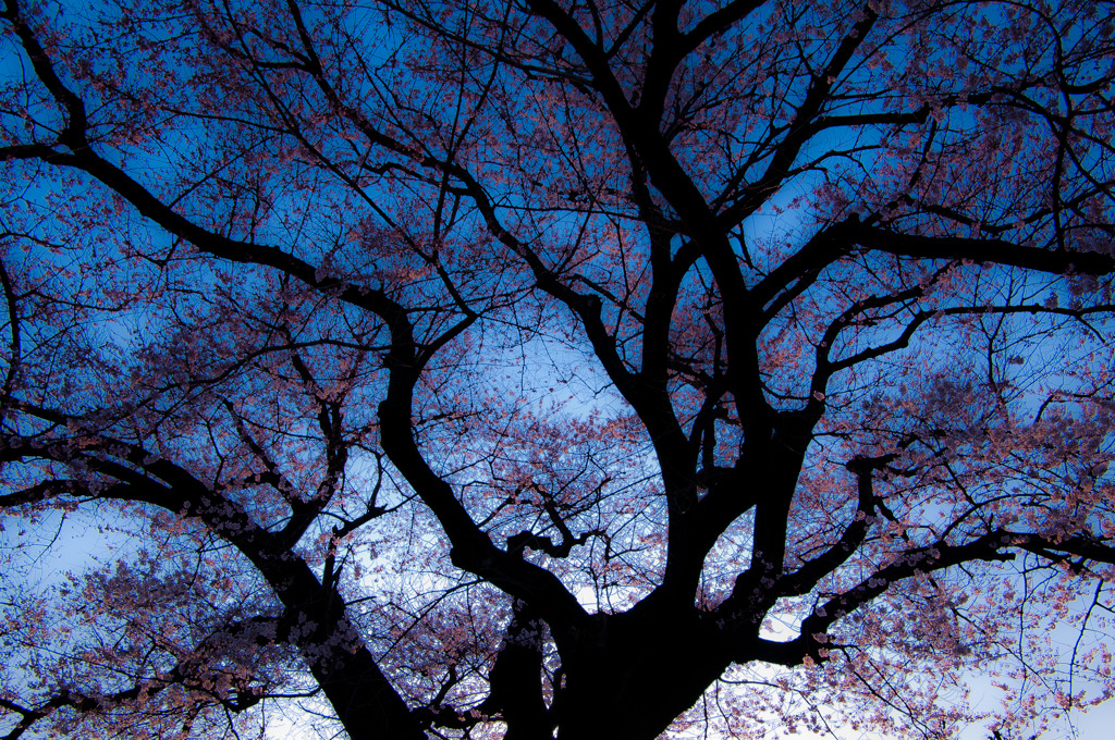 夕桜