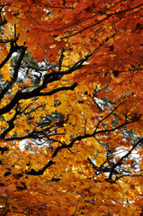 紅葉　初撮り☆