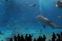 Whale Shark