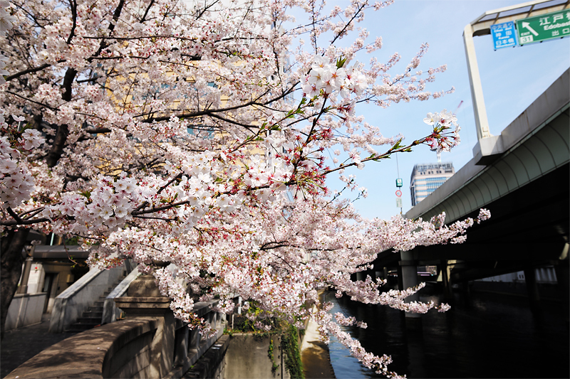 日本橋の桜