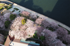 大川端の桜