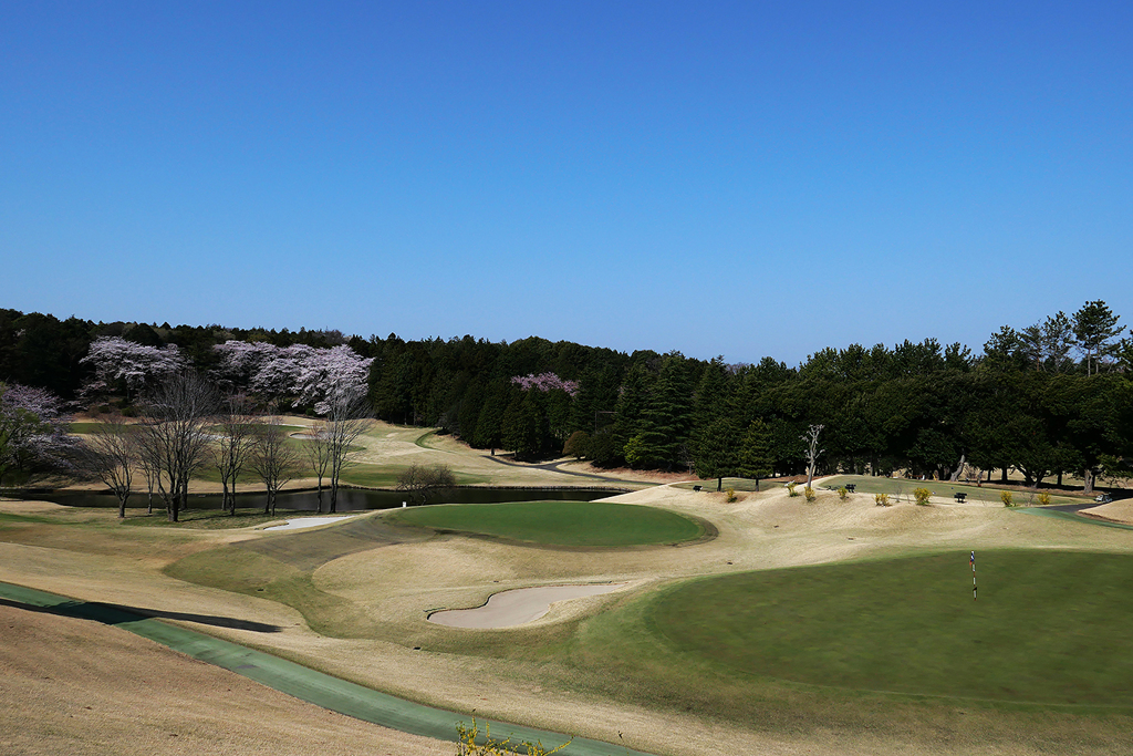 ゴルフ場も満開