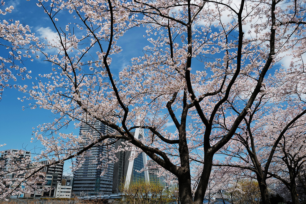 まだ7分咲きって感じ