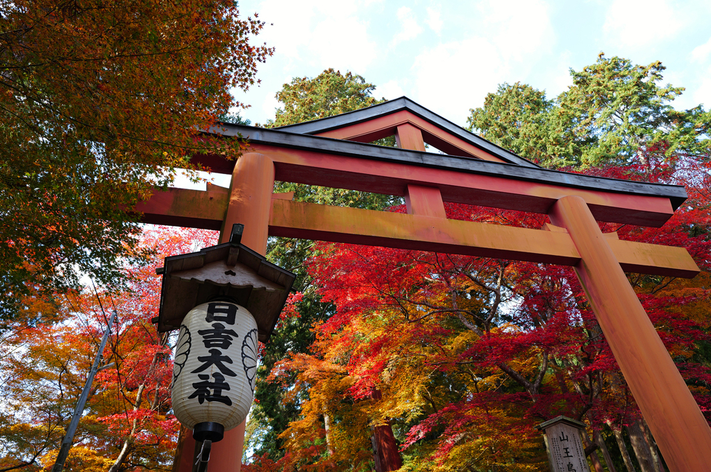 京都紅葉(3)