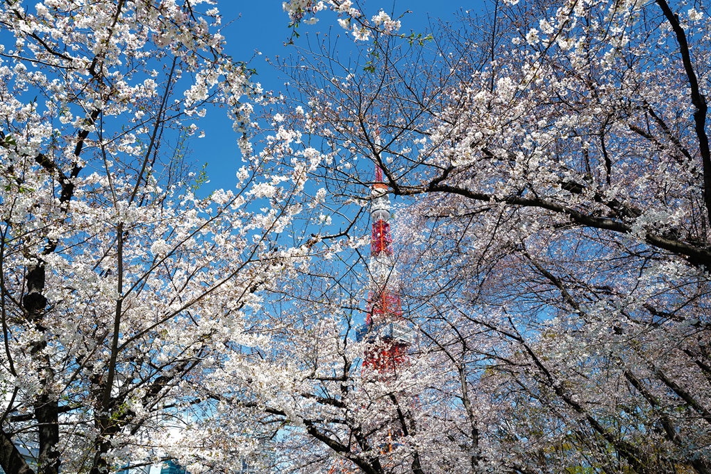 芝はこれから満開