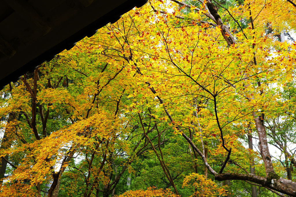 京都紅葉(2)