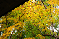 京都紅葉(2)