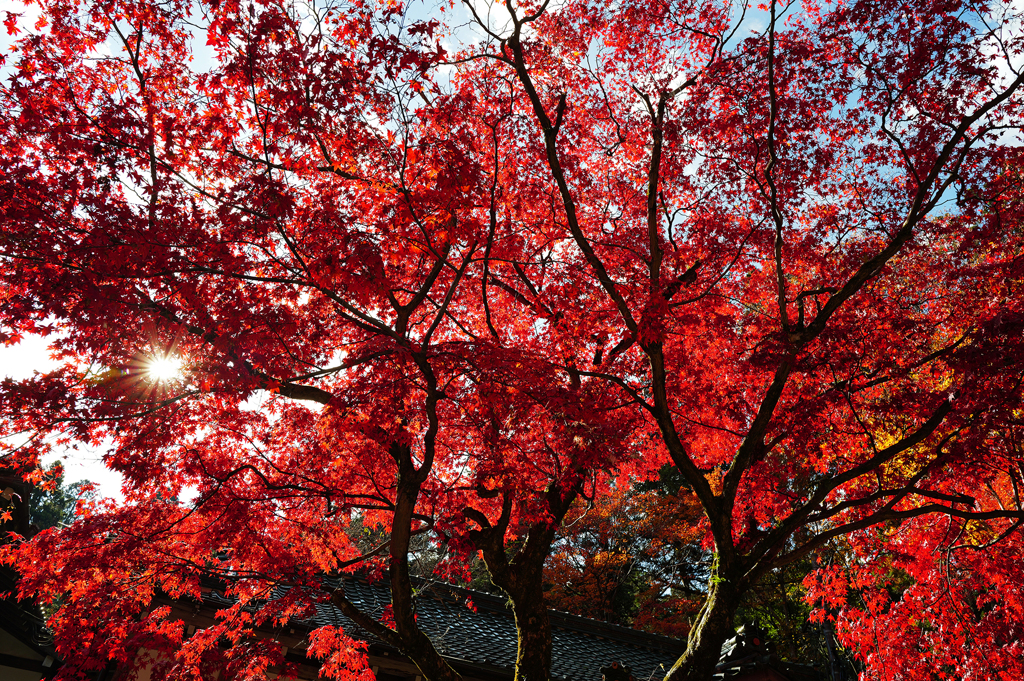 京都紅葉(2)