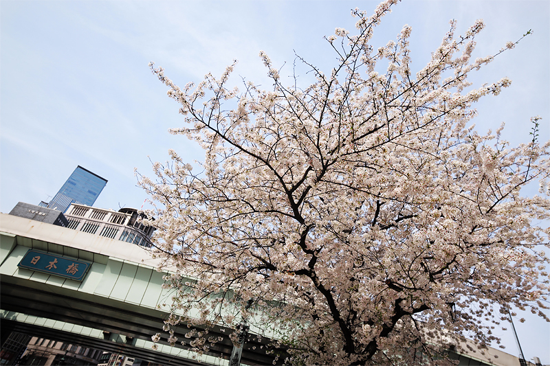 日本橋の桜(2)