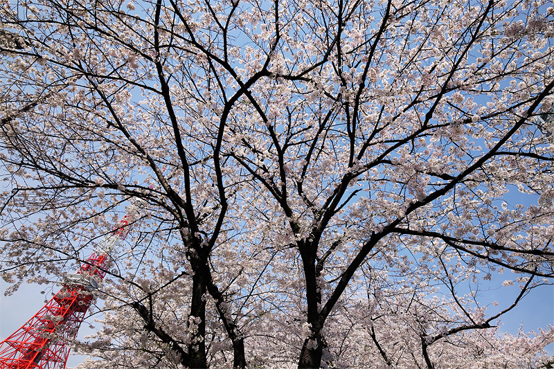 芝公園はこれから満開