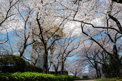 桜トンネル